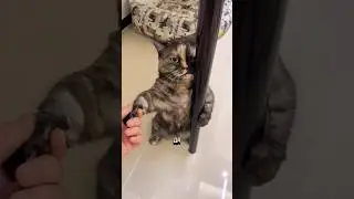 Говорящий кот подкаблучник😹 Променял футбол на юбку, угар🤣 