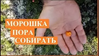 Морошка полезные свойства. Делаю  настойку из морошки, наливку из морошки , из морошки ликер