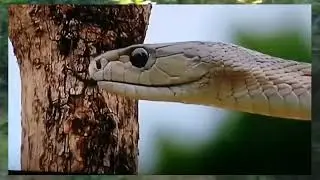 Purely _ about _ the _ prey