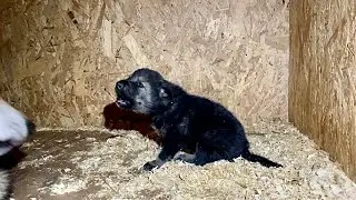 Волчонок воет в 16 дней 😱⁉️Волэнды устроили побег ‼️ Социализация Кабанов.
