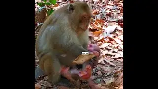 millions shocking heart newborn baby monkey was seriously attack by big male