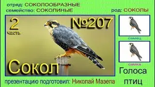 Сокол. Часть 2. Голоса птиц