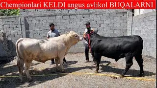 Angus avlikol GEREFOD BUQALARNI chepionlari KELDI bunaqasi kelmaydi boshqa