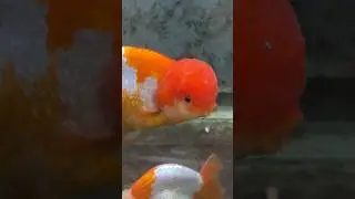 The BEST beginner goldfish