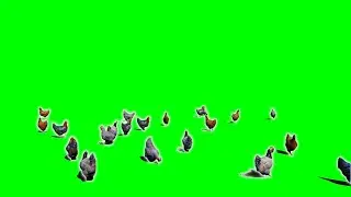 Realistic Running Chickens FOOTAGE GREEN SCREEN DOWNLOAD FREE 4K