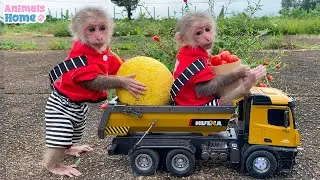 BiBi goes to harvest fruit on the farm