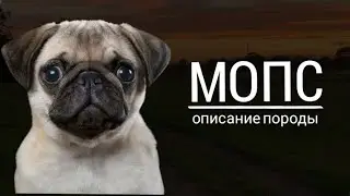 ОПИСАНИЕ породы МОПС | ВСЕ о МОПСАХ | Pets | dashonok