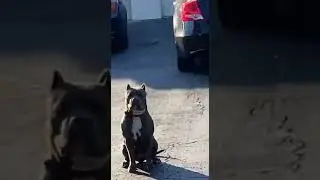 Amazon Delivery Driver Scared Of Dog In Driveway