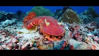 Water - the strangest liquid (15 min version 1080p)