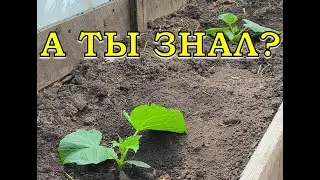 ОГУРЦЫ на грядку высаживаю 