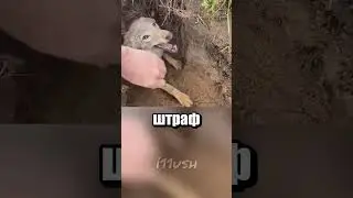 Не трогайте животных, если будете в Канаде