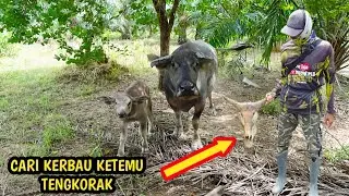 MENCARI PERSEMBUNYIAN KERBAU PASCA MELAHIRKAN
