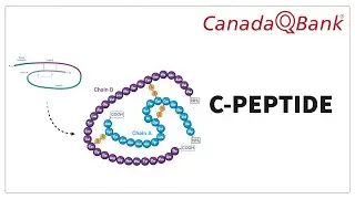 C-Peptide