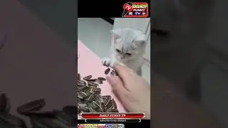 sweet cats /cute cats /cute cats baby/cats of tiktok/tiktok