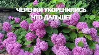 Сентябрь// ЧЕРЕНКИ гортензии // Пересадка. Как будут зимовать.