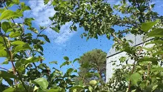 Огромный рой пчёл прилетел на дачу дезъинсекция ПЧЕЛЫ НОВОСИБИРСК