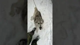 Волчок 🐾