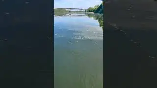Ведро рыбы за час, клев идёт 