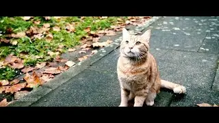 A Street Cat Named Bob (2016) - Bob takes Bus Ride