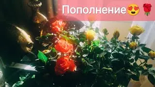 Комнатные розы пополнение