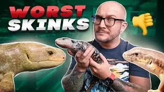 Top 5 WORST Pet Skinks! Get THESE Lizards Instead!