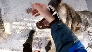 Жесткие волчьи игры. Plays with the wolf
