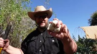 Planting & Harvesting Food Crops In The Backyard Food Forest Garden!