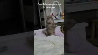 Когда Филимоша хочет вон ту штучку