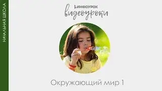 В царстве живой природы | Окружающий мир 1 класс #21 | Инфоурок