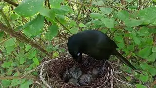 Racket-tailed treepie bird Feed the baby in the nest well (12) Racket-tailed treepie bird