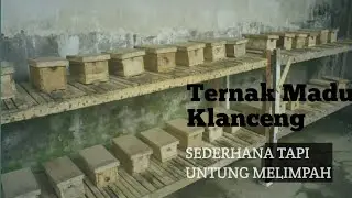 CARA TERNAK LEBAH MADU KLANCENG - Sederhana - Untung Melimpah