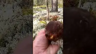 ВОТ ЗА ТАКИМИ И ПРИЕХАЛ В ЭТОТ ЛЕС! БОРОВИКИ СКАЗОЧНАЯ КАРЕЛИЯ ГРИБЫ 2023 