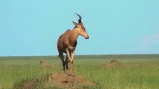 a topi african antelope standing on top of an anthill spgw