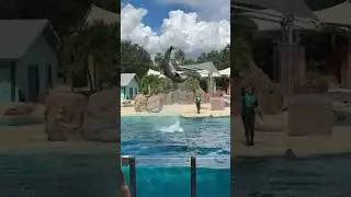 Live from SeaWorld Orlando Florida