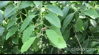 Кто знает, что за цветы и как они пахнут?