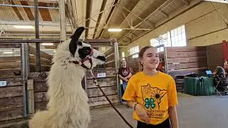 MN. State Fair 2024 - Farm Animals