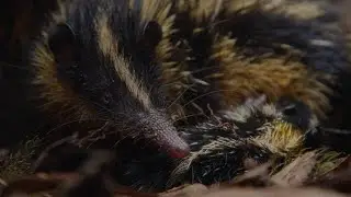 Baby Tenrecs Feast on a Buffet of Worms After a Storm