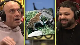 Tiger Gets LOOSE At San Francisco Zoo, 1 Casualty  | Joe Rogan & Raanan Hershberg