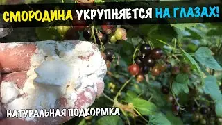Смородина крупная и сладкая! Даю эту натуральную подкормку перед сбором урожая!