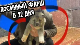 Первая подкормка волэндов , фарш из Лося 😱‼️ Канадский Волк Акела в ледяном вольере 🧊