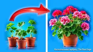 НЕ ПЕРЕСАЖИВАЙТЕ ГЕРАНЬ, ЕСЛИ НЕ ЗНАЕТЕ ЭТУ ИНФОРМАЦИЮ!