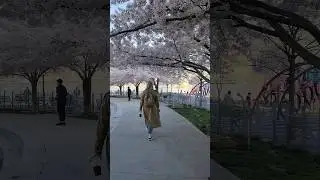 Beautiful Cherry Blossoms In New York 2024 