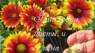 Гайлардия.  Собирайте семена со мной!