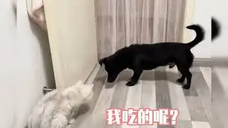 貓咪門後藏著小零食，扒拉出來後被狗子順嘴吃了，貓咪：坏狗勾！坏狗勾！是你！