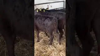 Wagyu calves bedding up straw 