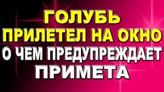 Что значит, если голубь прилетел на окно: приметы, о которых предупреждают птицы Приметы про голубей