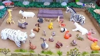 Farm, Cutest, and Amazing Animals Stuck in the Mud for Kid's Fun Learning | Kidiez World TV