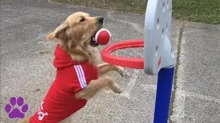 The Return of Air Bud and More Pets That Play Sports and Games