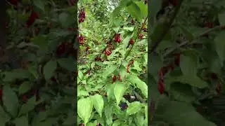 Сбор урожая кизила!