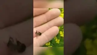 Почему происходит массовая гибель пчел? 